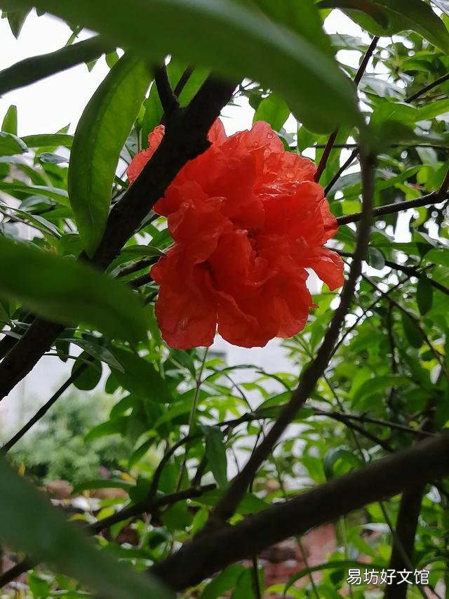 你家里种了什么花草?