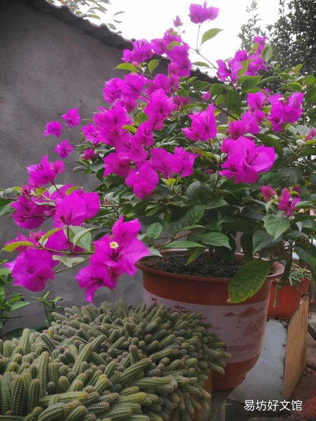 你家里种了什么花草?