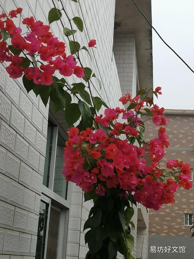 你家里种了什么花草?
