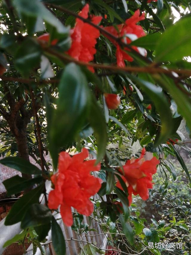 你家里种了什么花草?