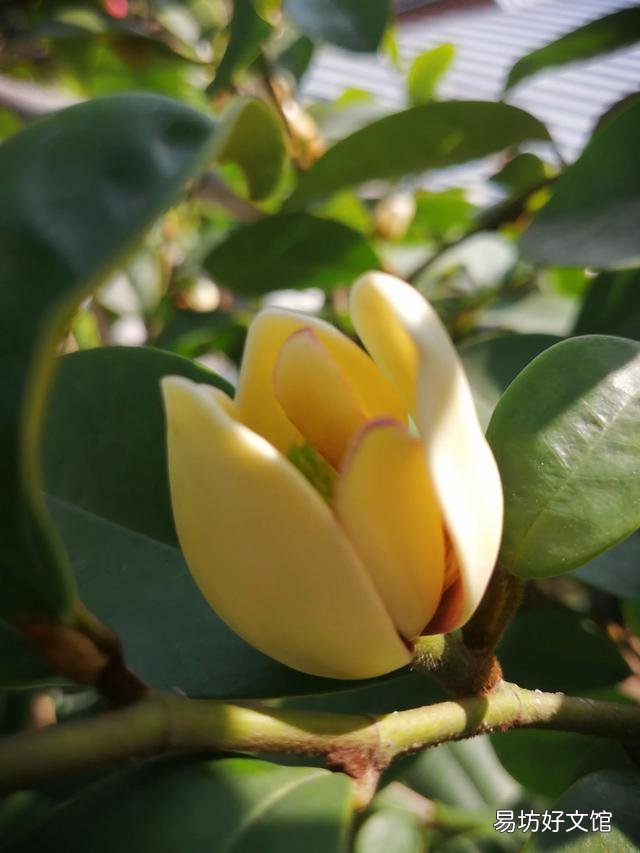 你家里种了什么花草?