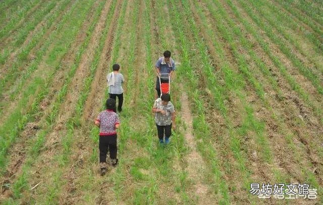播種機怎樣給玉米追肥好？