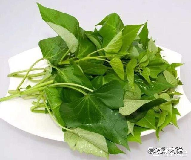 规模种植红薯。如果要收获红薯了。上面的红薯秧怎么办?