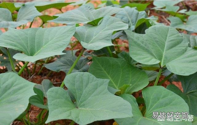 规模种植红薯。如果要收获红薯了。上面的红薯秧怎么办?
