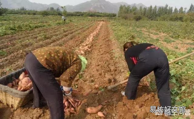 规模种植红薯。如果要收获红薯了。上面的红薯秧怎么办?