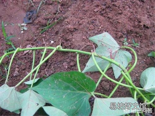 规模种植红薯。如果要收获红薯了。上面的红薯秧怎么办?