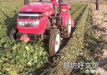 规模种植红薯。如果要收获红薯了。上面的红薯秧怎么办?