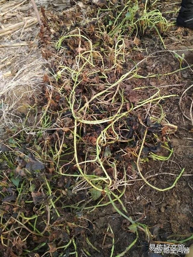 规模种植红薯。如果要收获红薯了。上面的红薯秧怎么办?