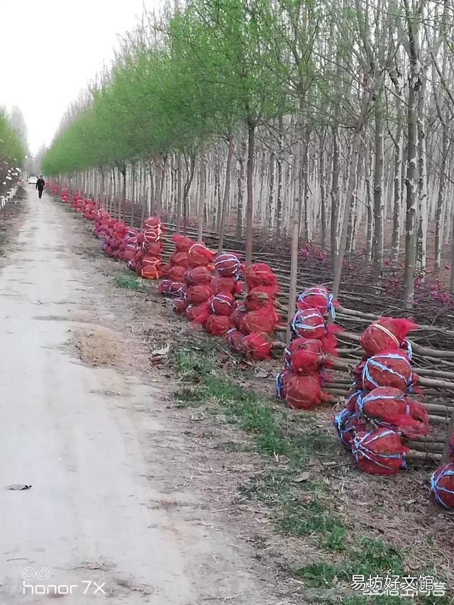 地里的树苗被人破坏了怎么办?