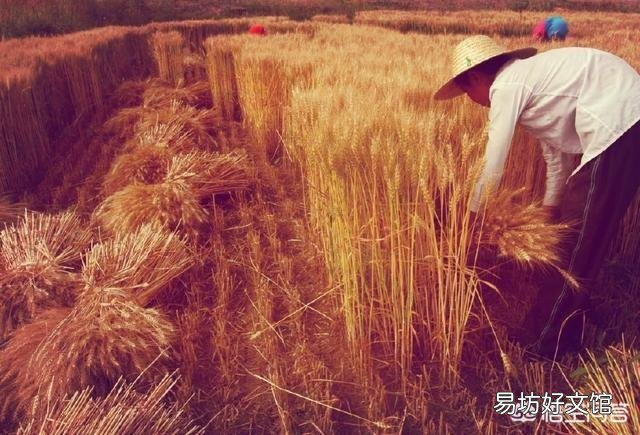 过去中小学生放农忙假仅仅是帮助麦收秋收干点农活吗？