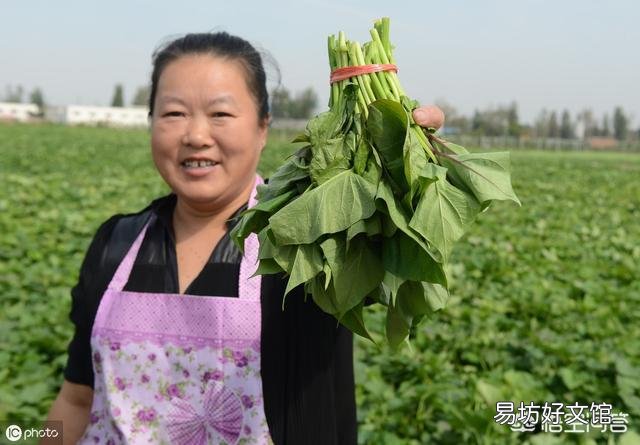 几场雨以后,地里的红薯藤蔓长得有点旺,要不要翻藤呢?