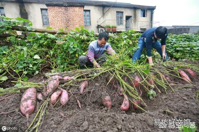 几场雨以后,地里的红薯藤蔓长得有点旺,要不要翻藤呢?