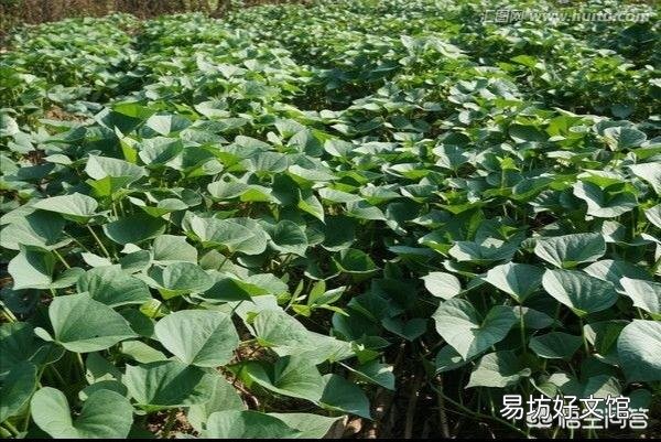 几场雨以后,地里的红薯藤蔓长得有点旺,要不要翻藤呢?