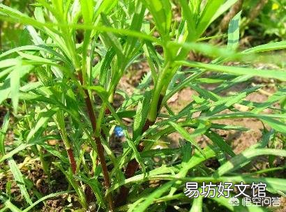 给城市的亲戚送了一些农村野菜,他吃后肚子疼住院现在向我索要赔偿。请问我需要给他?