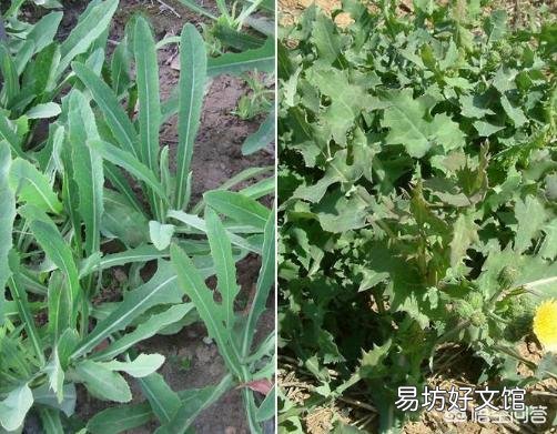 给城市的亲戚送了一些农村野菜,他吃后肚子疼住院现在向我索要赔偿。请问我需要给他?