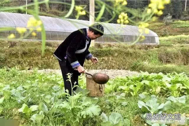 在农村泼过粪的青菜要隔多长时间才能够采摘食用呢?有人说第2天就可以吃,是真的吗?