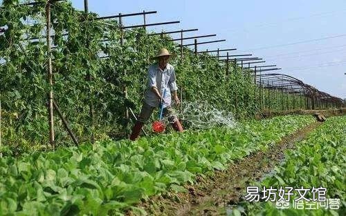 在农村泼过粪的青菜要隔多长时间才能够采摘食用呢?有人说第2天就可以吃,是真的吗?