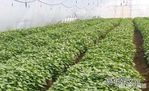 邀请你回答:红芋是种的好还是插苗好?各有什么好处?