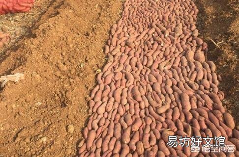 邀请你回答:红芋是种的好还是插苗好?各有什么好处?