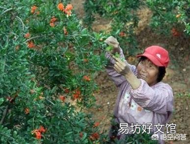 怎么种石榴树才能多结瓜果？