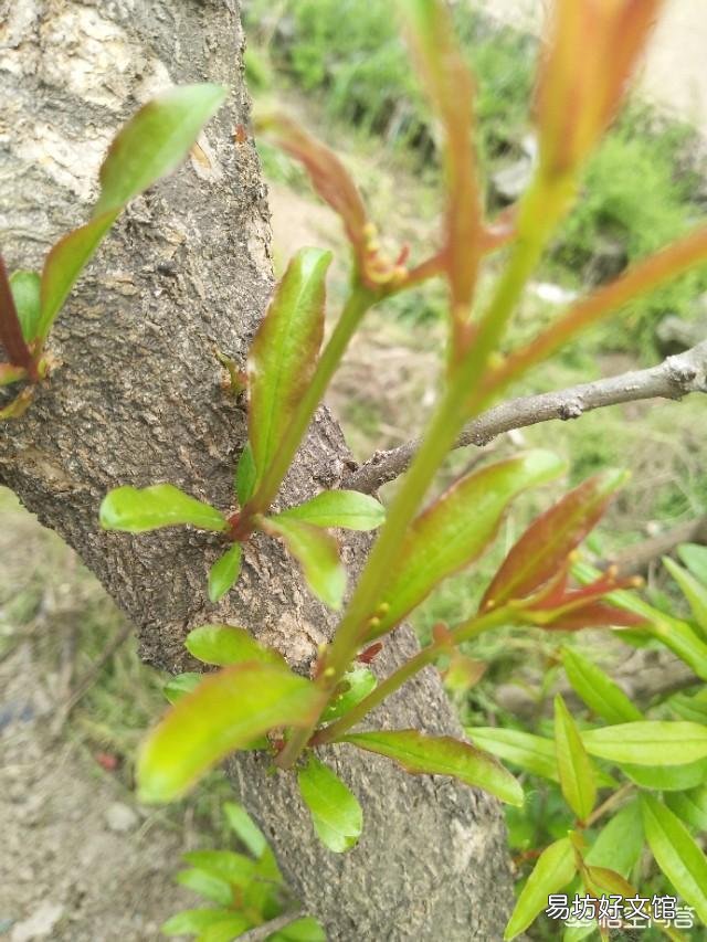 怎么种石榴树才能多结瓜果？