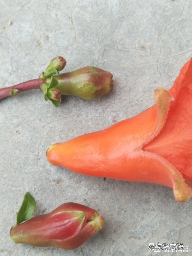 怎么种石榴树才能多结瓜果？