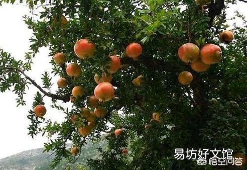 怎么种石榴树才能多结瓜果？