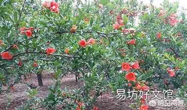 怎么种石榴树才能多结瓜果？
