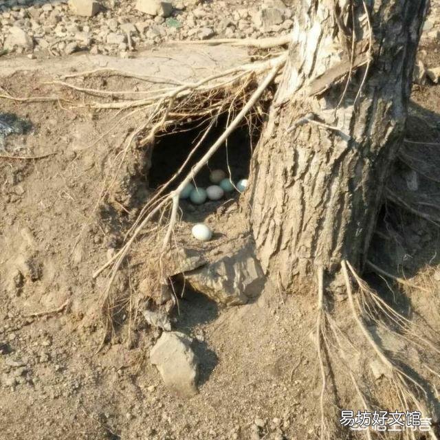 我们这农村大片土地都没有人种了,养鸡养牛养羊可好?你们觉得散养土鸡怎么样?