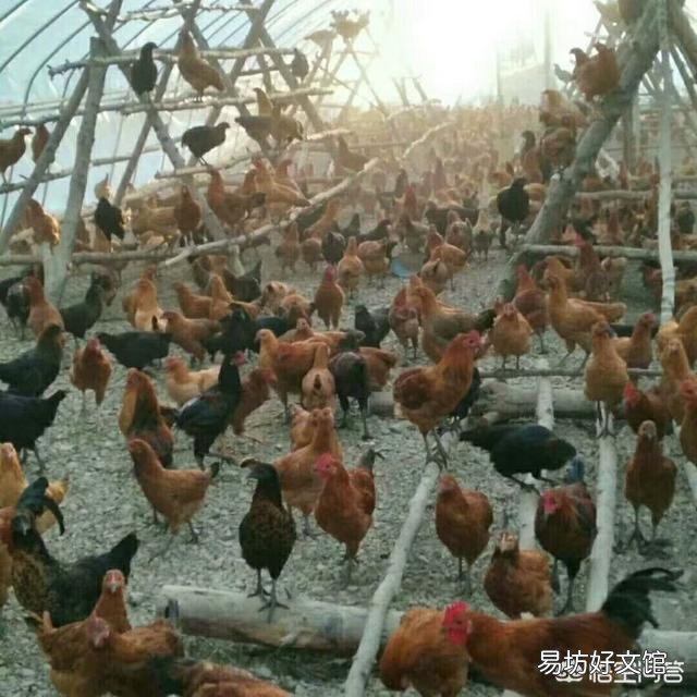 我们这农村大片土地都没有人种了,养鸡养牛养羊可好?你们觉得散养土鸡怎么样?