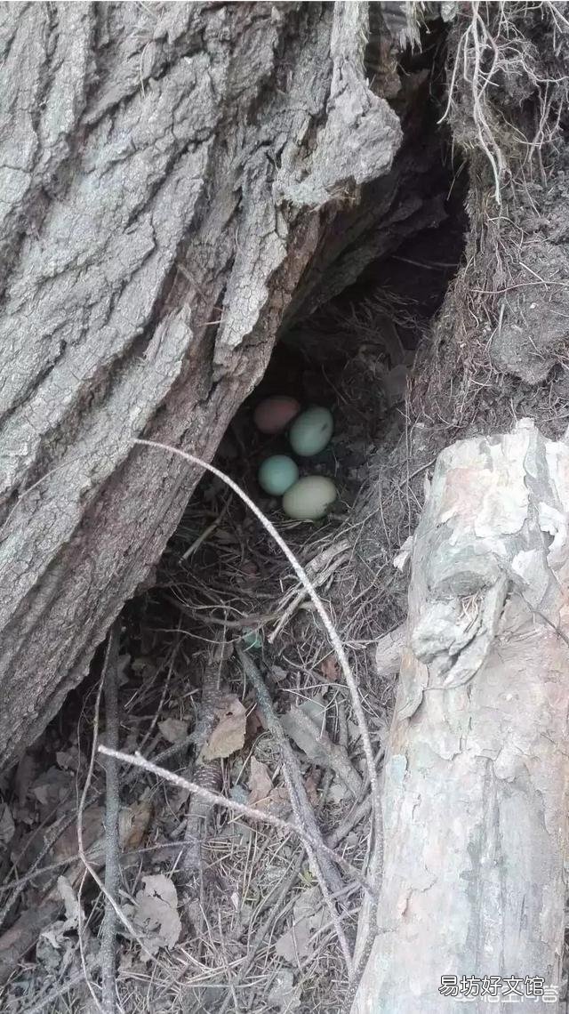 我们这农村大片土地都没有人种了,养鸡养牛养羊可好?你们觉得散养土鸡怎么样?