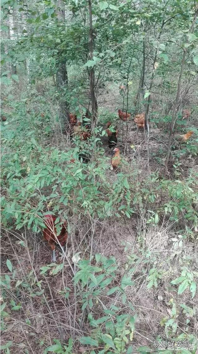我们这农村大片土地都没有人种了,养鸡养牛养羊可好?你们觉得散养土鸡怎么样?