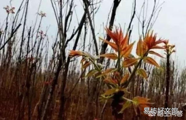 农村种植香椿为什么只吃头两茬,第三茬开始为什么不能吃?