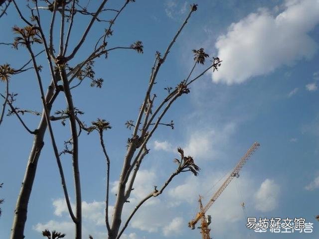 农村种植香椿为什么只吃头两茬,第三茬开始为什么不能吃?