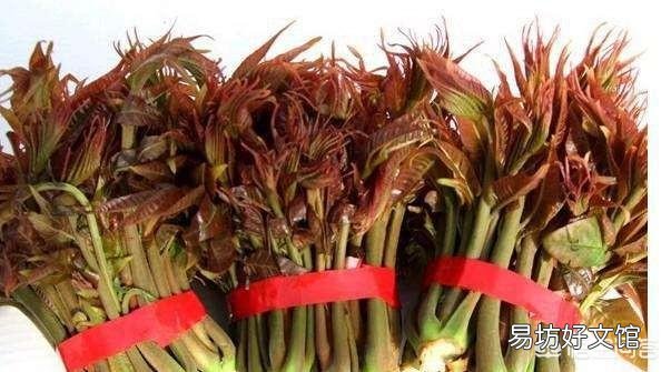 农村种植香椿为什么只吃头两茬,第三茬开始为什么不能吃?