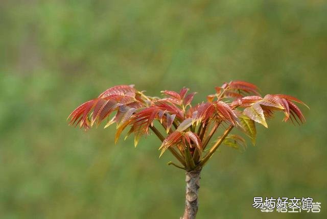 农村种植香椿为什么只吃头两茬,第三茬开始为什么不能吃?