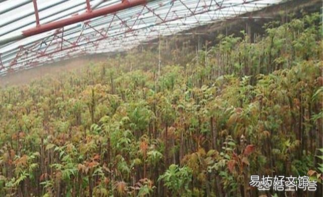 农村种植香椿为什么只吃头两茬,第三茬开始为什么不能吃?