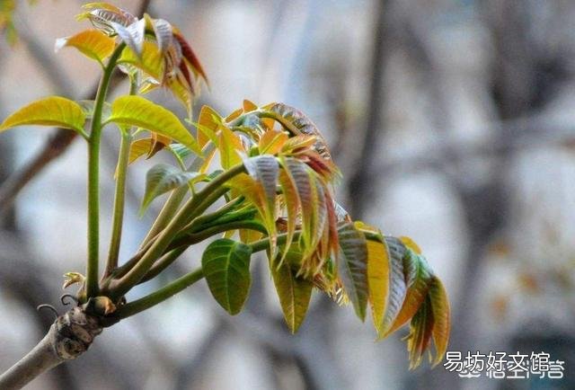 农村种植香椿为什么只吃头两茬,第三茬开始为什么不能吃?