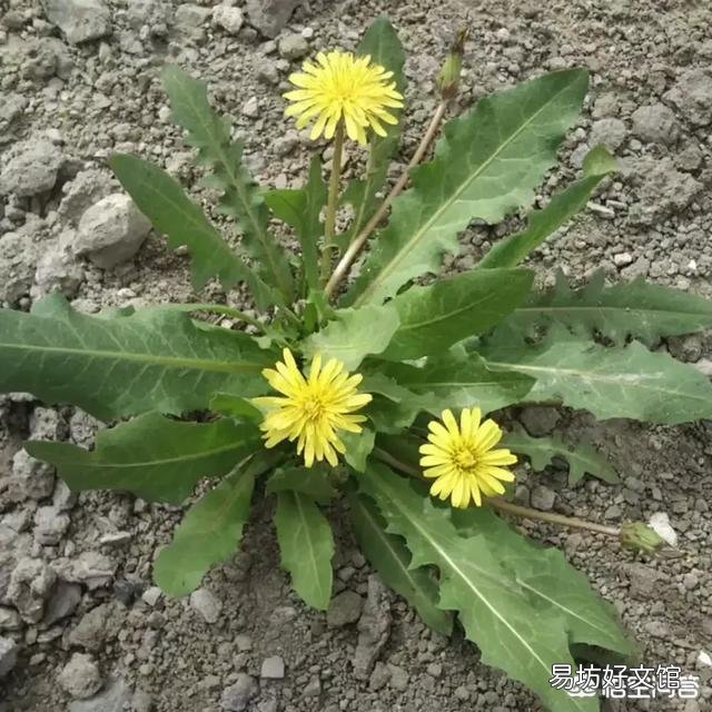 猪不喂饲料的情况下单单喂菜叶米糠玉米粉多久能长到200斤?