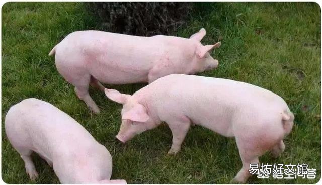 猪不喂饲料的情况下单单喂菜叶米糠玉米粉多久能长到200斤?