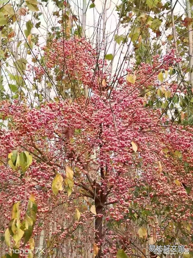 丁香树不怎么开花怎么办？