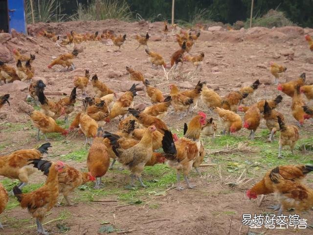 我这承包三十五亩地,种的石树,想在里面圈出十来亩地养散养鸡。求意见?
