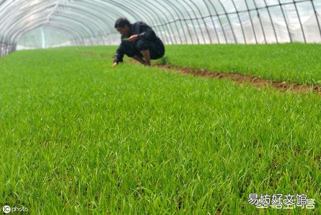 水稻的种植步骤有哪些?有什么先后讲究吗?