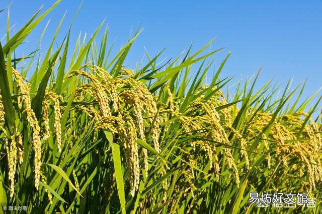 水稻的种植步骤有哪些?有什么先后讲究吗?