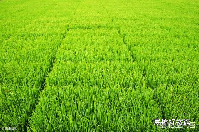 水稻的种植步骤有哪些?有什么先后讲究吗?