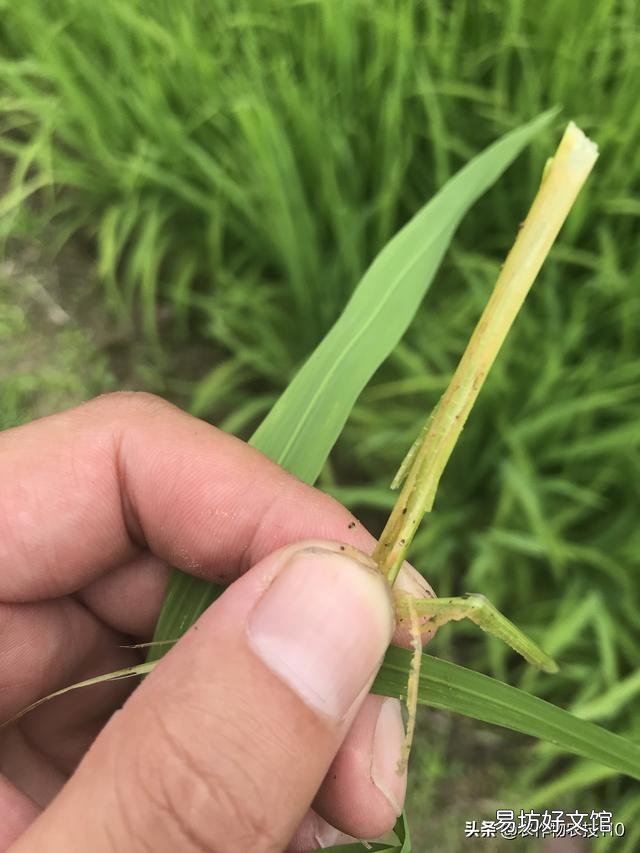 水稻的种植步骤有哪些?有什么先后讲究吗?
