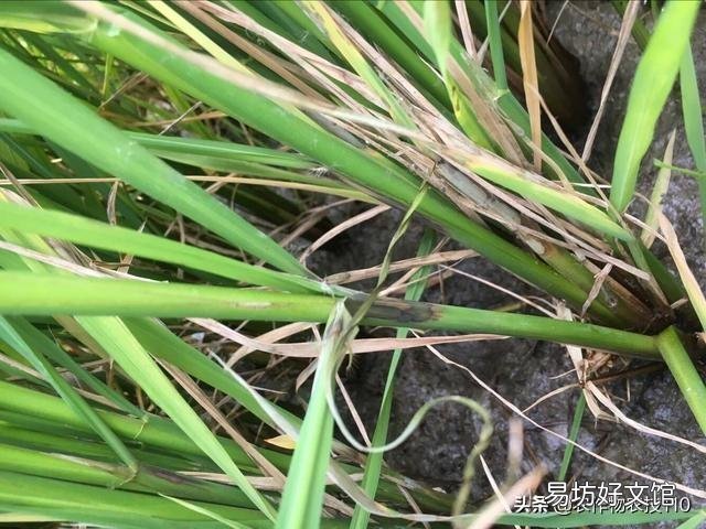 水稻的种植步骤有哪些?有什么先后讲究吗?