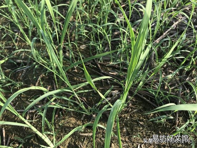 水稻的种植步骤有哪些?有什么先后讲究吗?