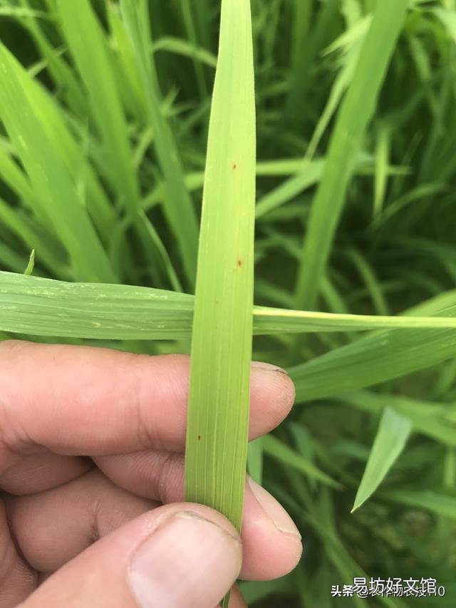 水稻的种植步骤有哪些?有什么先后讲究吗?