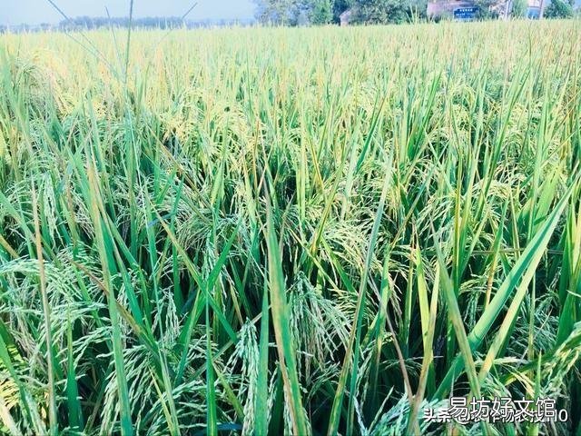 水稻的种植步骤有哪些?有什么先后讲究吗?